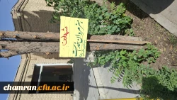 فضاسازی فرهنگی محوطه پردیس شهید چمران 8