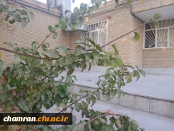 تصاویری از محوطه پردیس شهید چمران 5