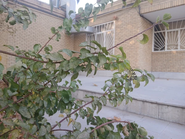 تصاویری از محوطه پردیس شهید چمران 5