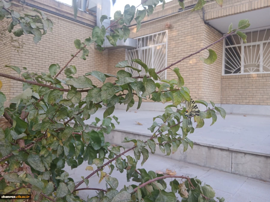 تصاویری از محوطه پردیس شهید چمران 5