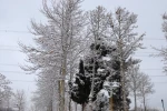 چشم انداز برفی در محوطه پردیس شهید چمران 2