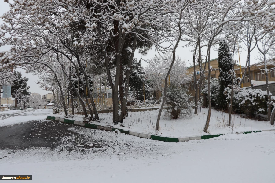 چشم انداز برفی در محوطه پردیس شهید چمران 4