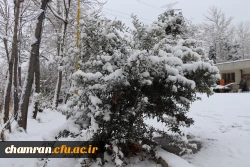 چشم انداز برفی در محوطه پردیس شهید چمران 6