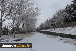 چشم انداز برفی در محوطه پردیس شهید چمران 17