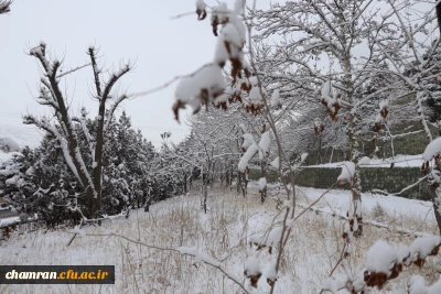 چشم انداز برفی محوطه پردیس شهید چمران