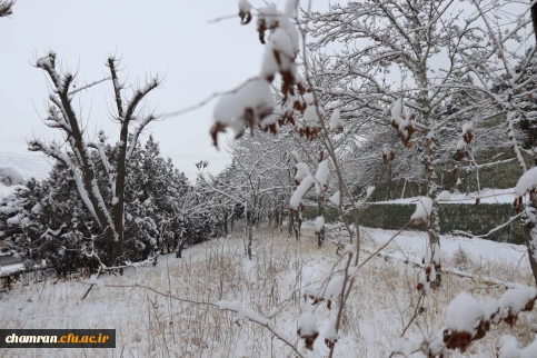 چشم انداز برفی محوطه پردیس شهید چمران