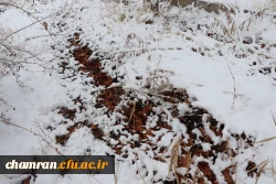 چشم انداز برفی در محوطه پردیس شهید چمران - ۳۰ دی ۱۴۰۴ 3