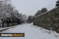 چشم انداز برفی در محوطه پردیس شهید چمران - ۳۰ دی ۱۴۰۴ 4