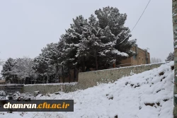 چشم انداز برفی در محوطه پردیس شهید چمران - ۳۰ دی ۱۴۰۴ 5