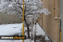 چشم انداز برفی در محوطه پردیس شهید چمران - ۳۰ دی ۱۴۰۴ 8