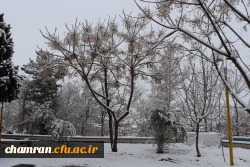 چشم انداز برفی در محوطه پردیس شهید چمران - ۳۰ دی ۱۴۰۴ 11